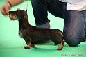 Crufts2011_2 1259